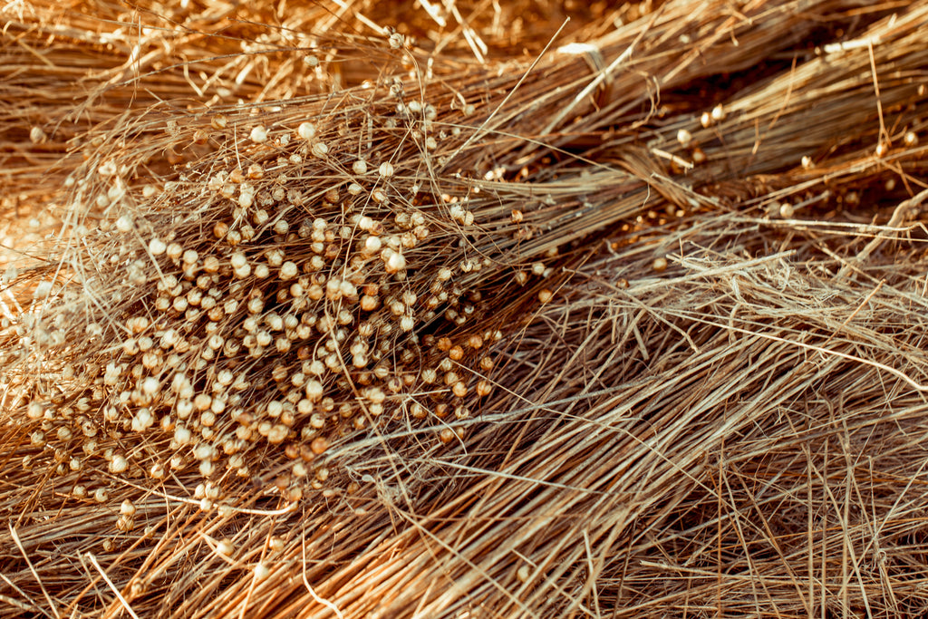 Close up of dried flax