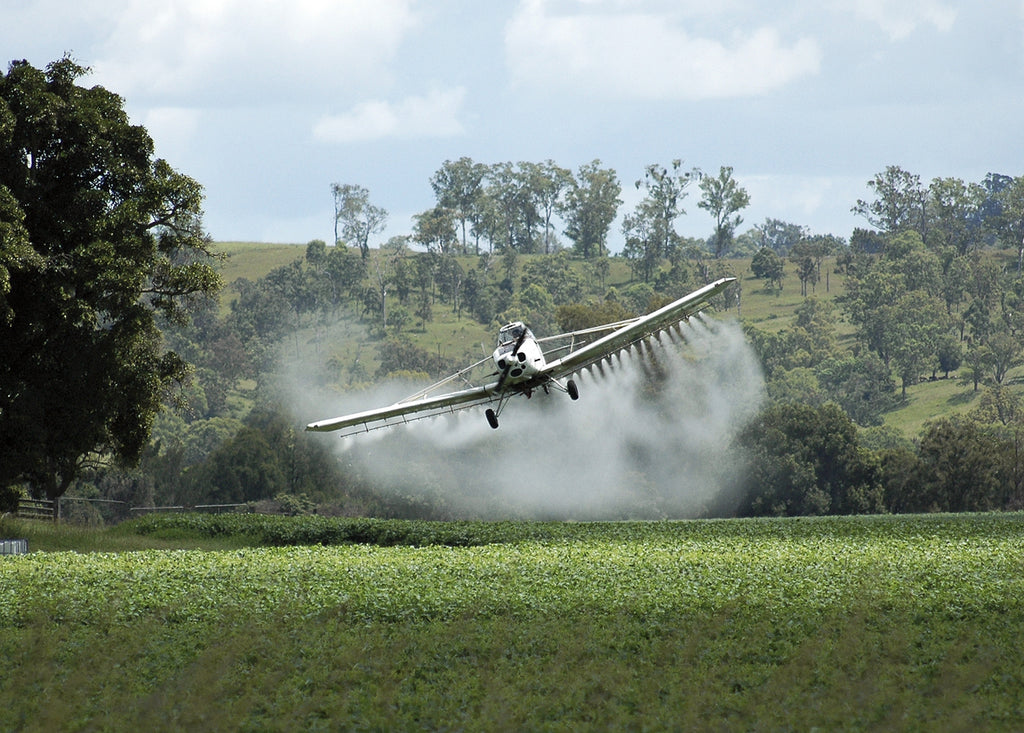 indian farmer spraying pesticide at cotton field