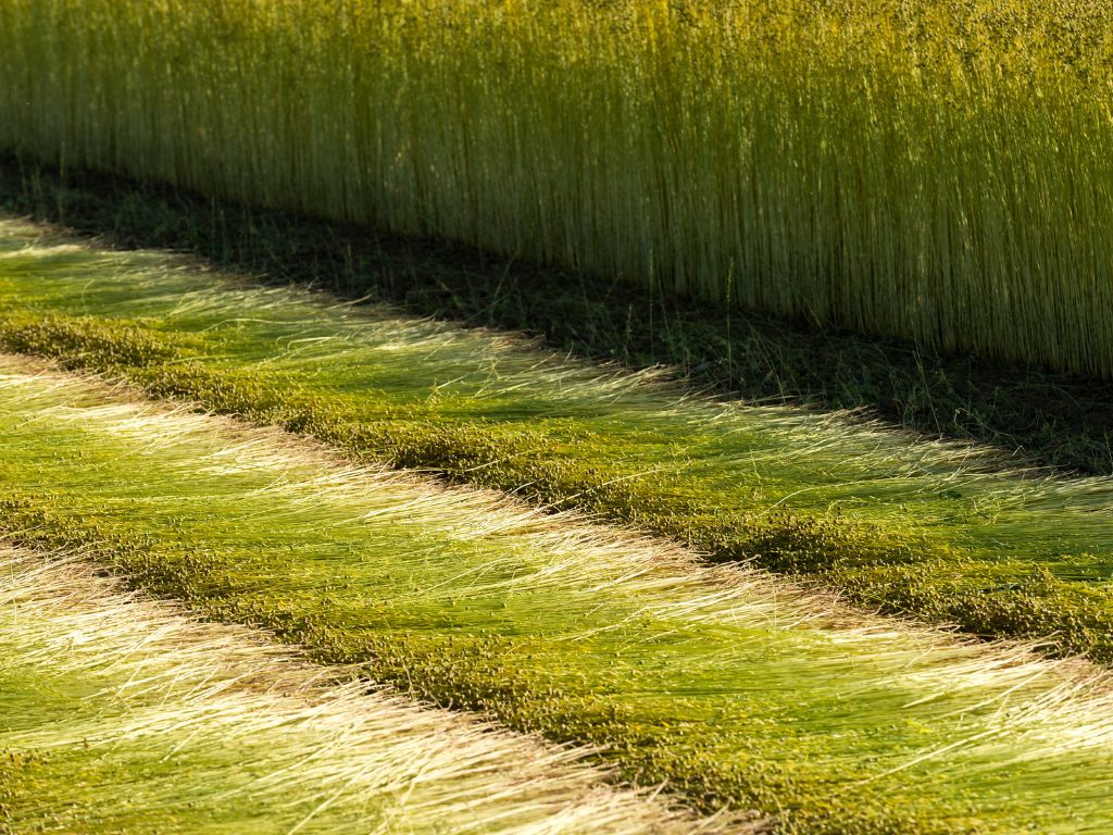 European flax retting in the field
