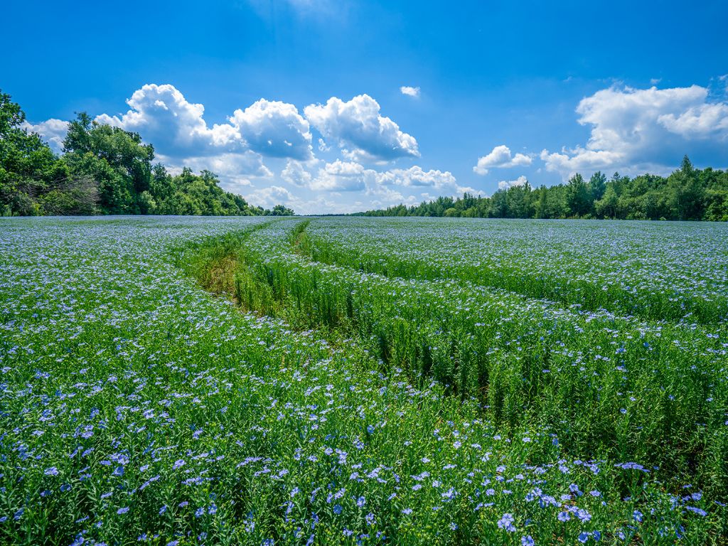 Blooming European flax field