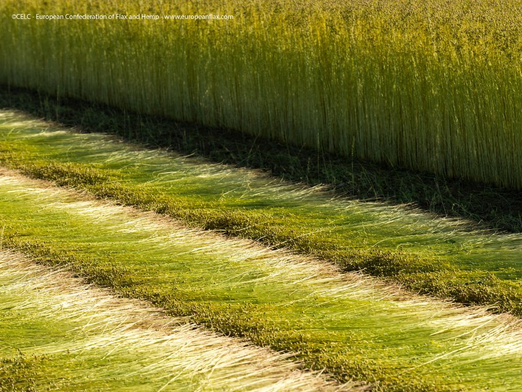 French flax retting in the field