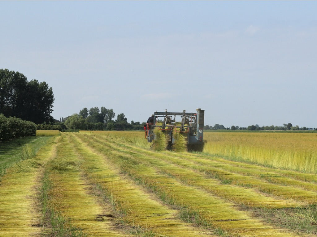 a farm machine is pulliing out ripe flax plants that are drying in rows at the fields in the dutch countryside in summer