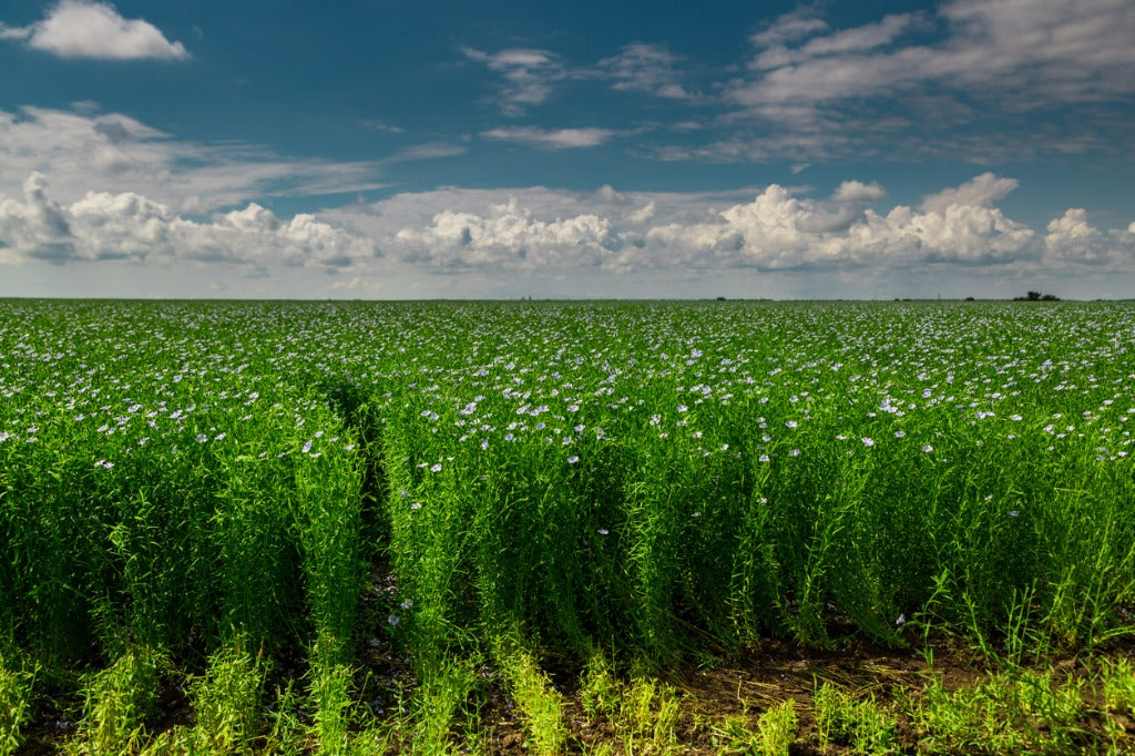 Beautiful blooming blue flax field in the countryside