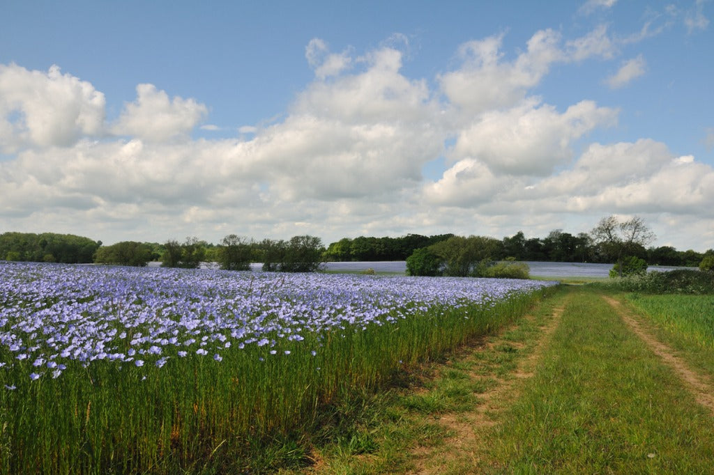 Flax field in blossom