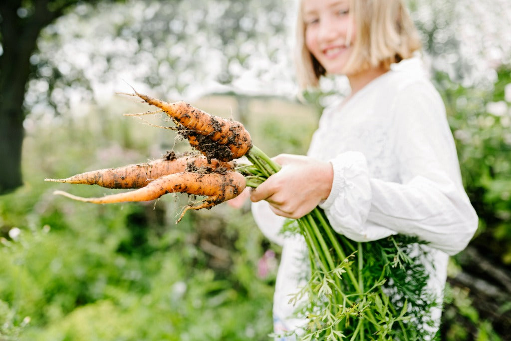 Young girl picking fresh carrots from the garden. Photographed on a small organic farm on the island of Møn in Denmark.