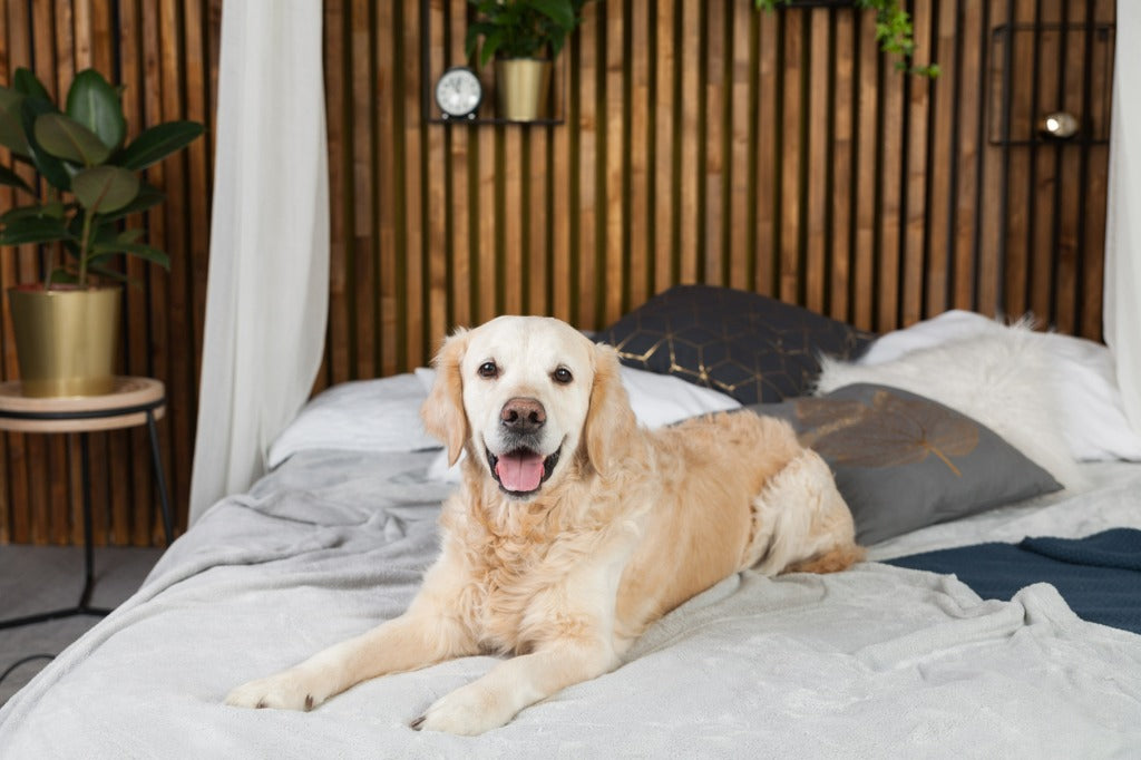 Golden retriever pure breed puppy dog on coat and pillows on bed in house or hotel. Scandinavian styled with green plants living room interior in art deco apartment.