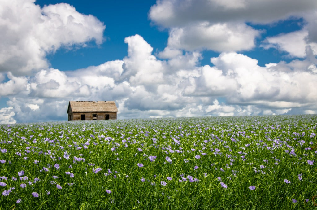 Old house in a field of flax