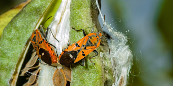 Red cotton stainer bug