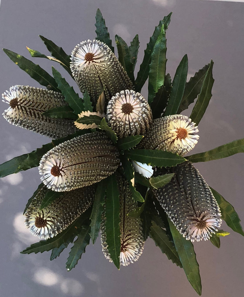 Australian Flowers - Hunt for the Banksia - NativeBunch