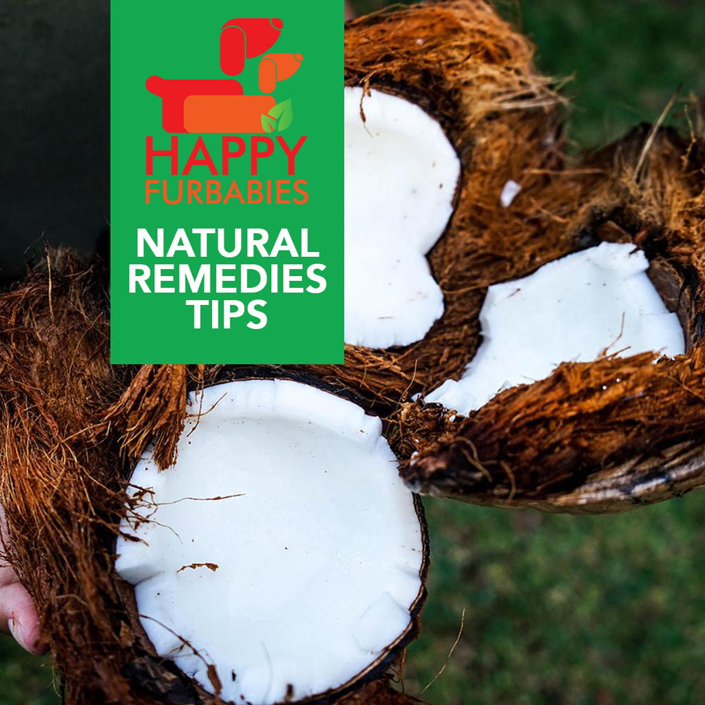 Natural Remedies 5 Excellent Uses Of Coconut Oil In A Small - 