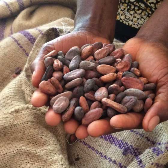 Hands holding cocoa beans over a burlap sack