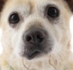 Dog or cookie