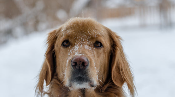 do i need to treat my dog for fleas in the winter