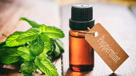 Peppermint essential oil