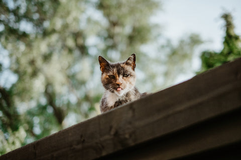 Outdoor cat on roof