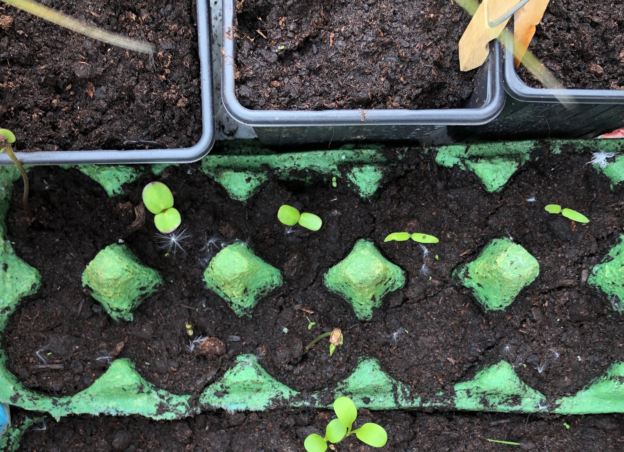 gardening-in-lockdown