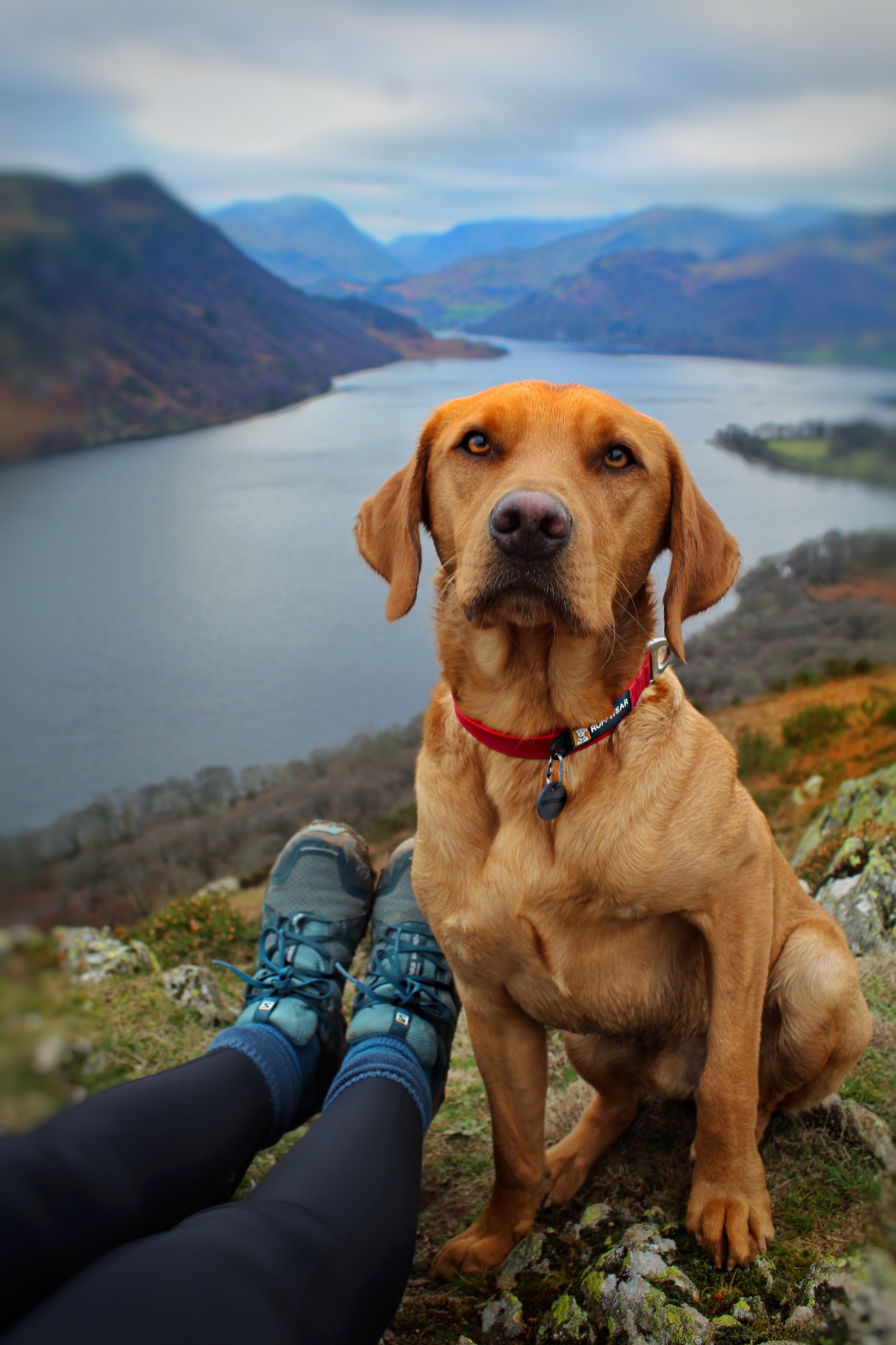 Picture of dog sitting on a ridge above a lake