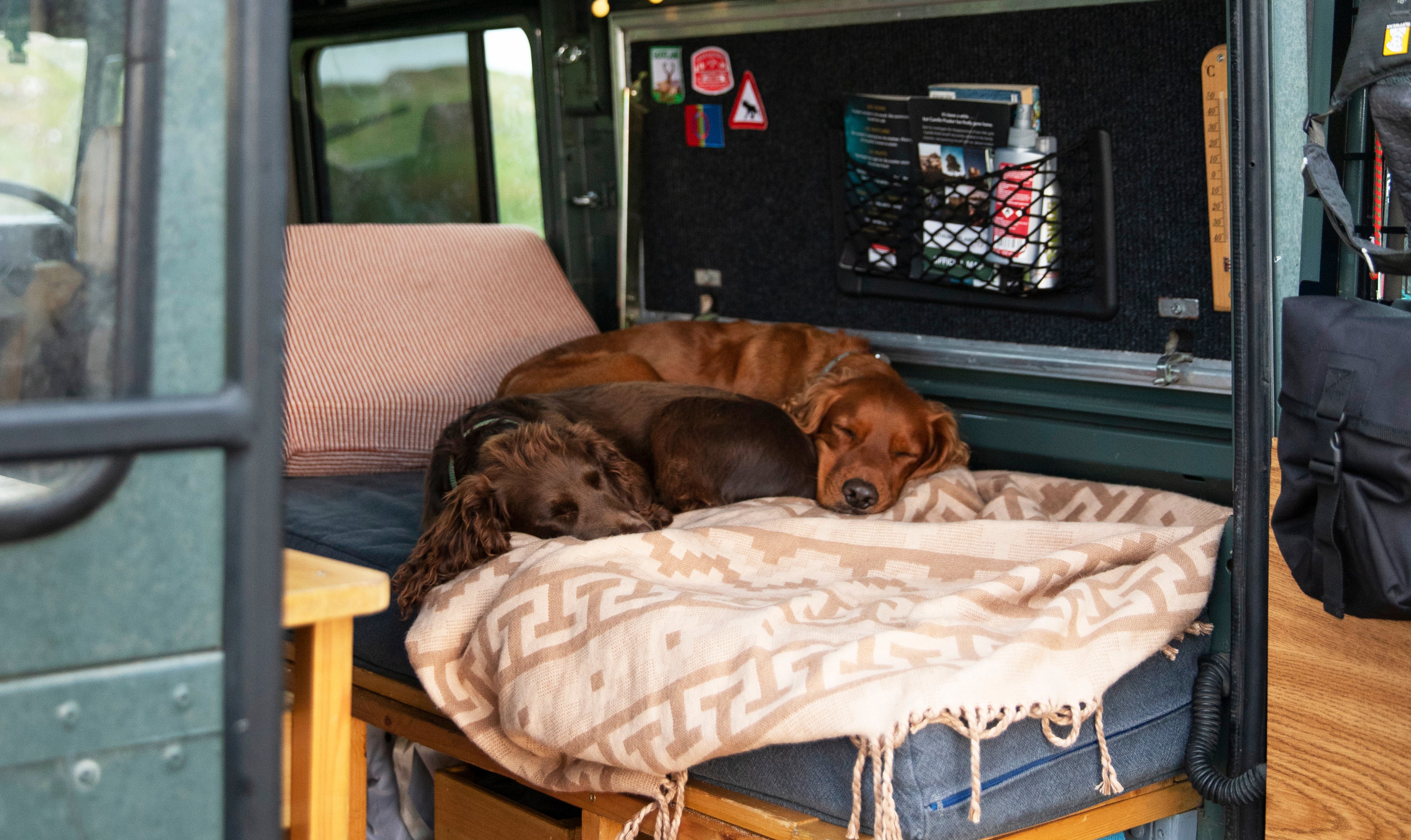 Two dogs rest on a bed in a van while on a camping trip. 