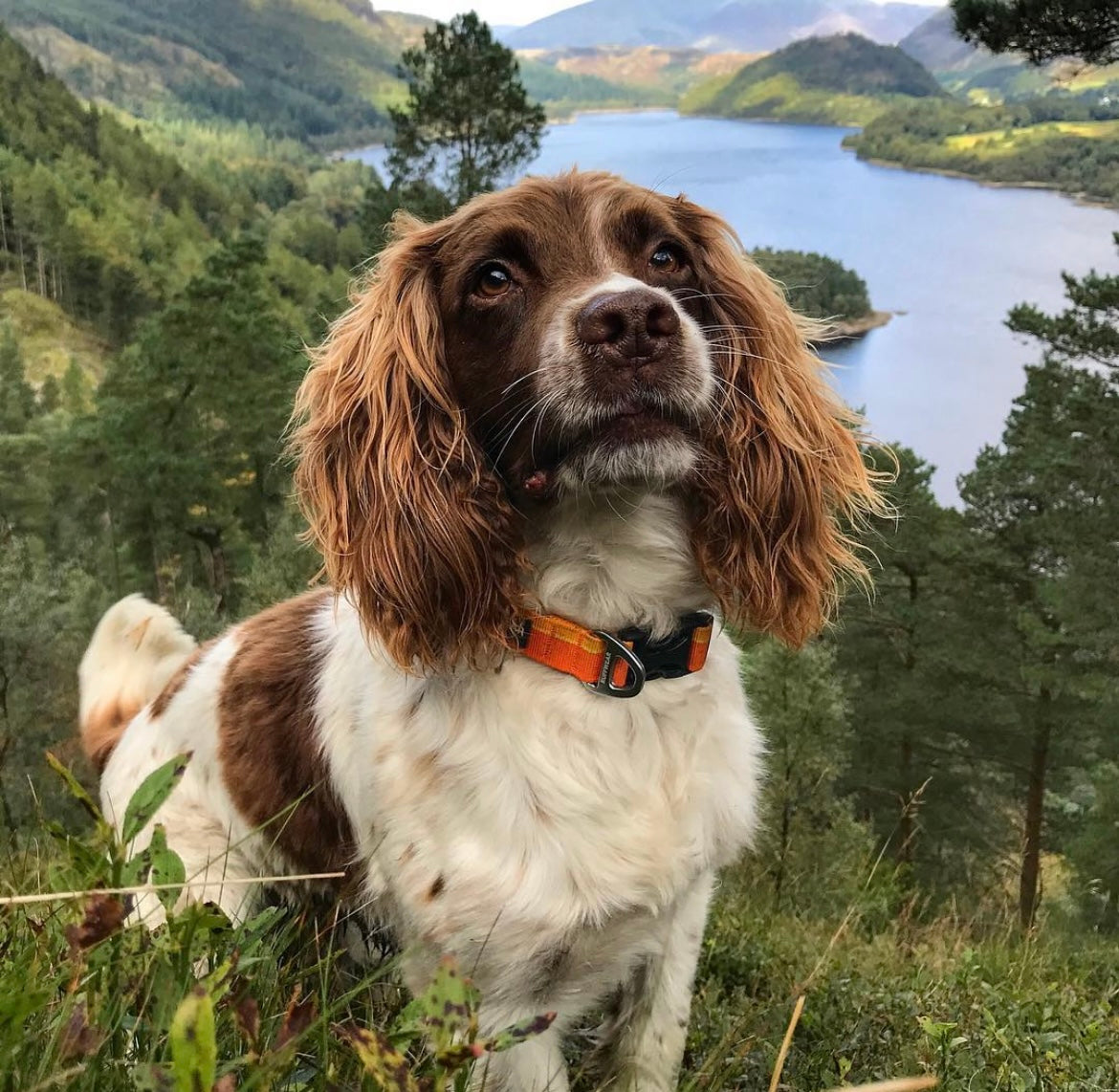 Max, a Springer Spaniel dog, sits in the grass in the Lake District. 