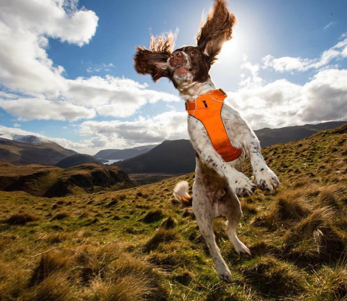 Max jumps in the air on a hike while wearing his orange Ruffwear Front Range Harness. 