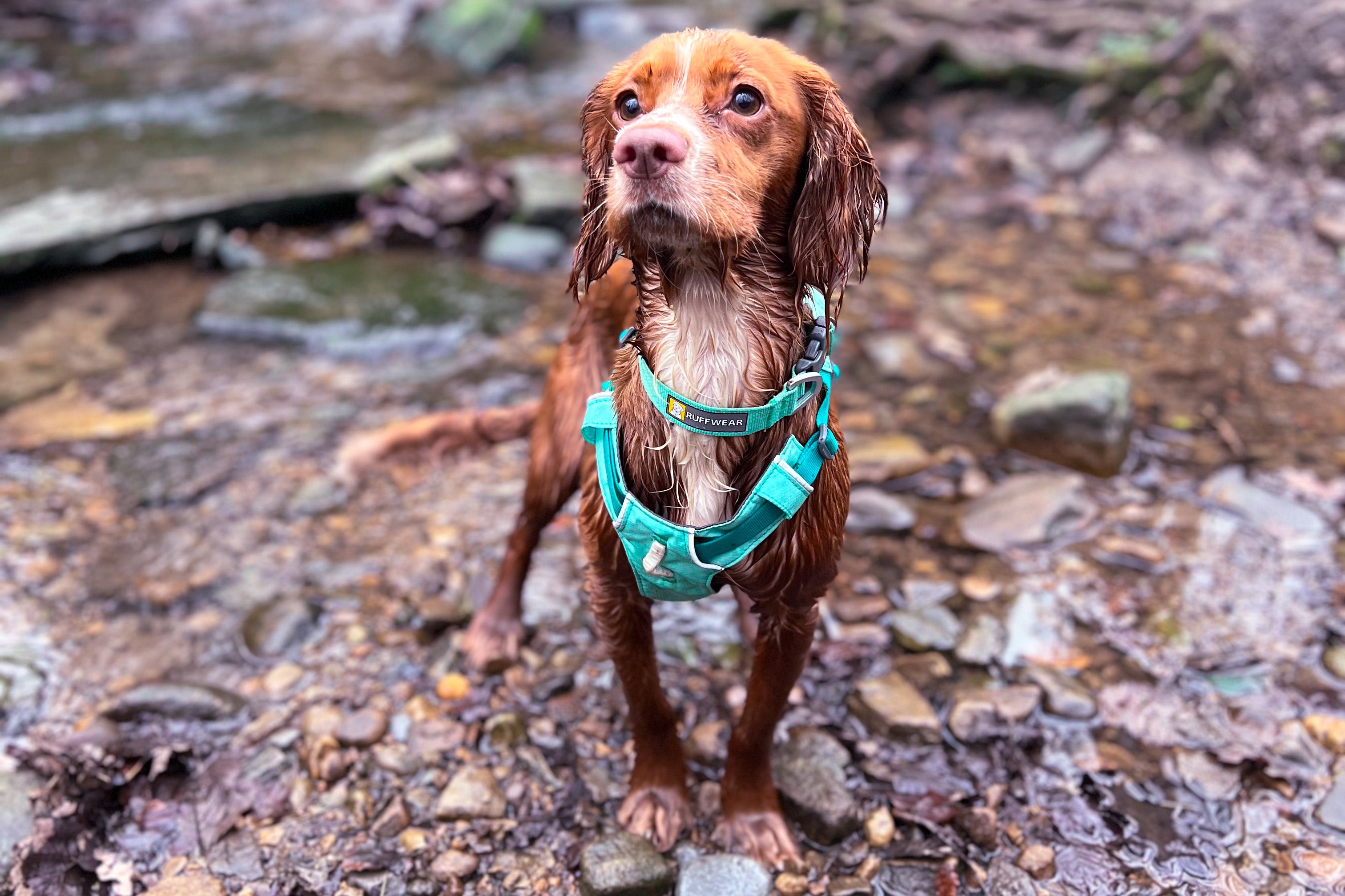 A very wet spaniel dog wearing a Ruffwear harness and collar