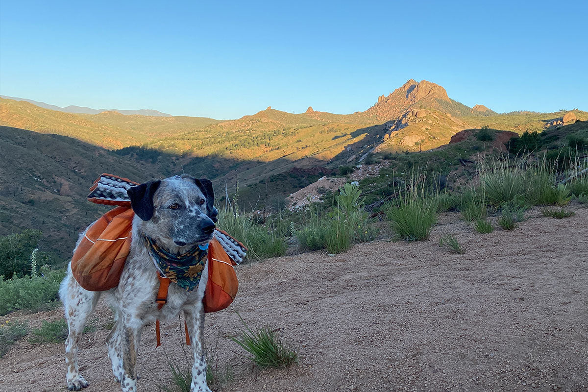 Indy wearing an orange Approach Pack