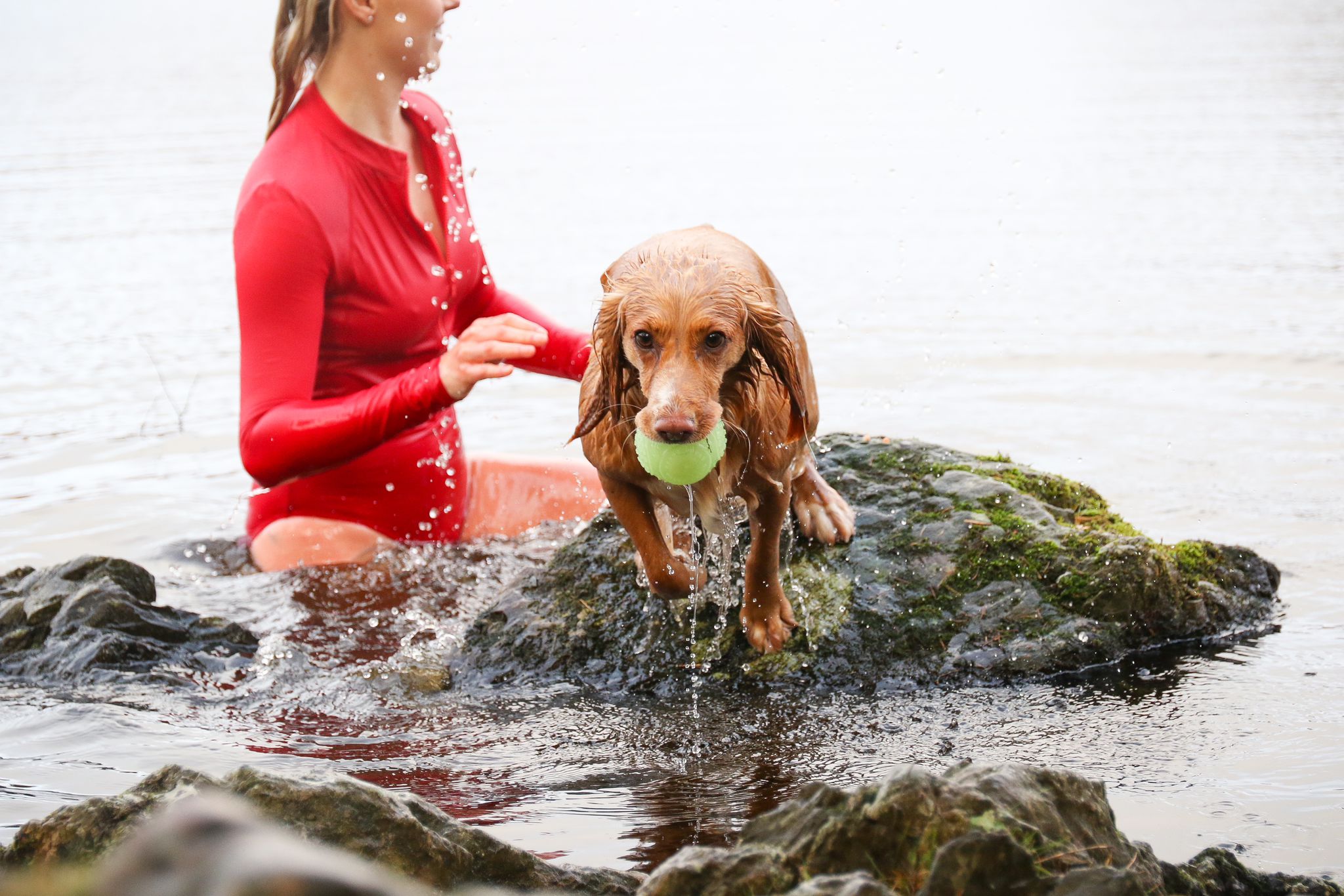 Lulu holds a tennis ball in her mouth and she climbs out the lake. Faye is in the background in a red swim suit.