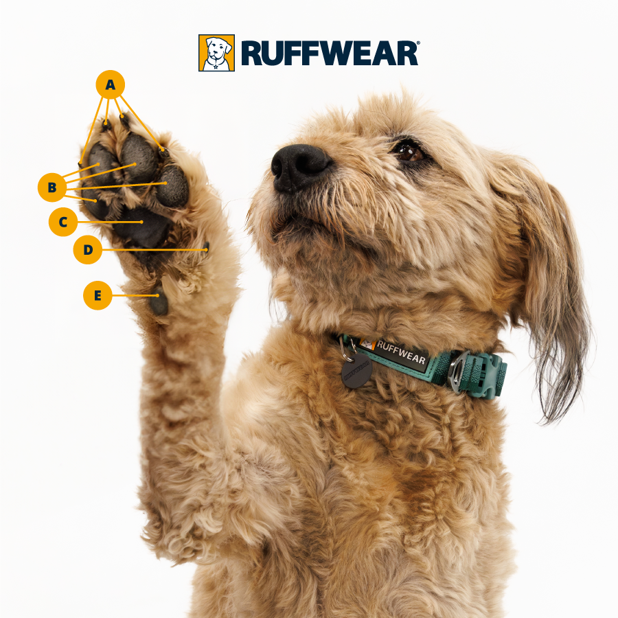 Diagram of Ruffwear employee Marv with different parts pointed out.