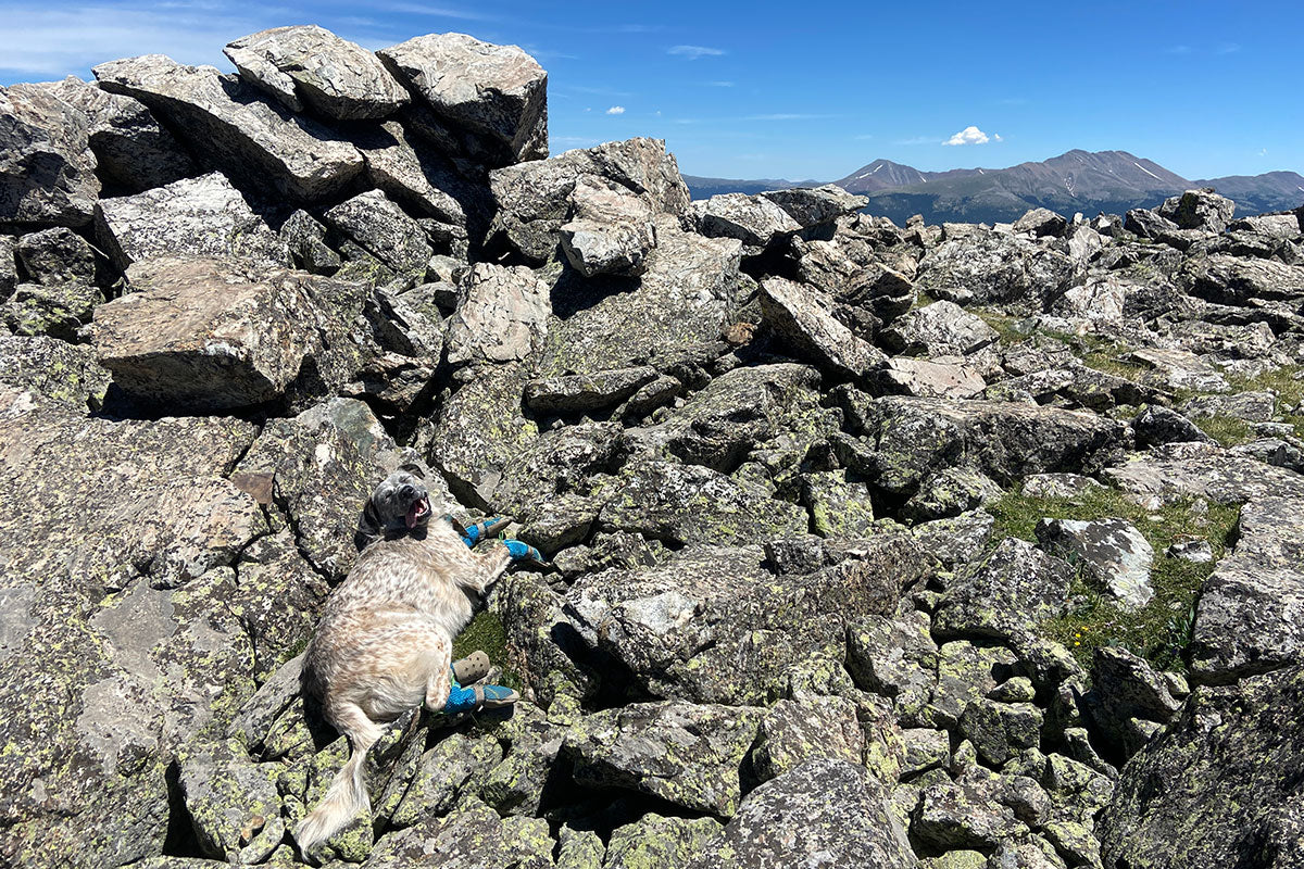 Indy laying on some rocks wearing Grip Trex Boots