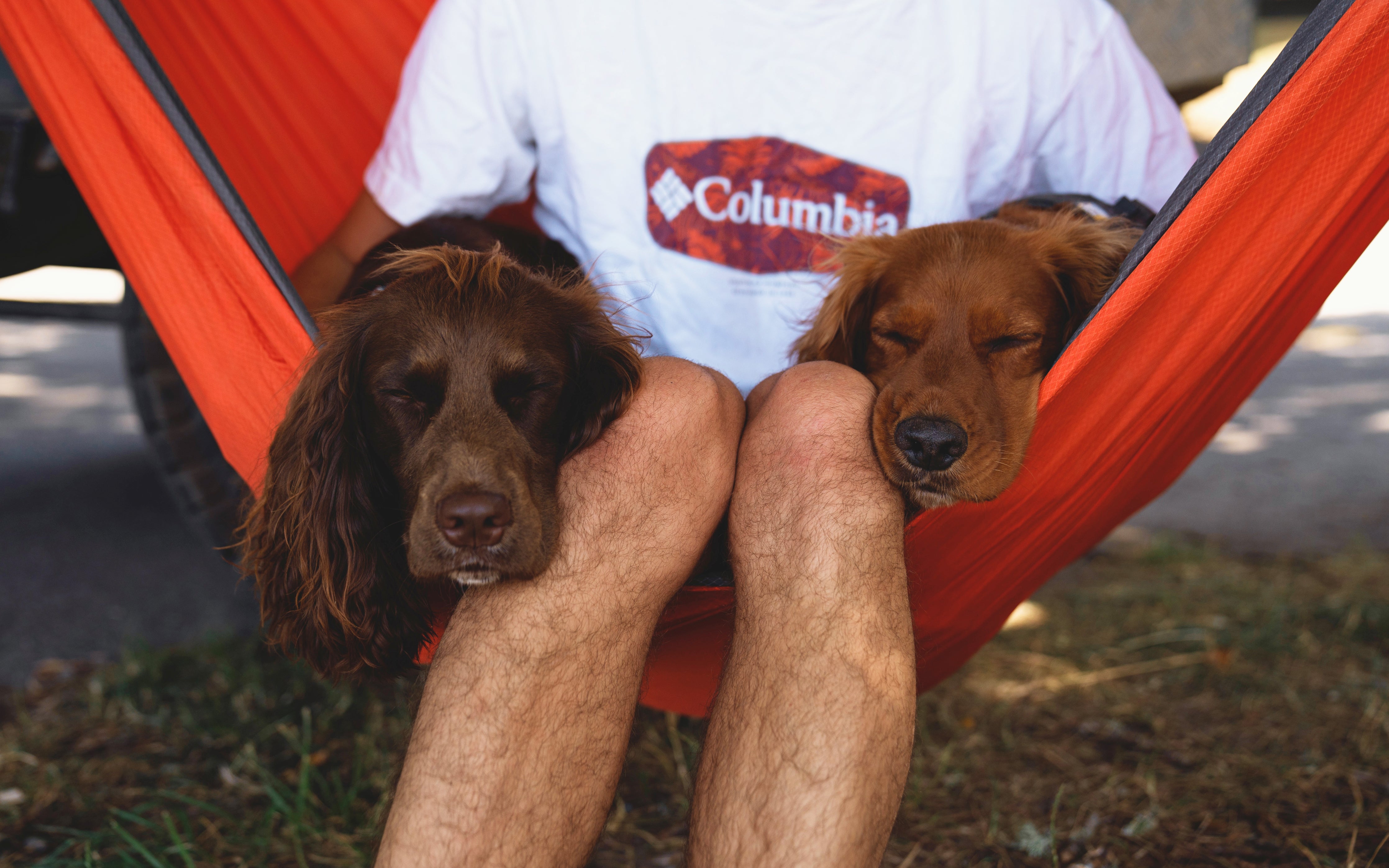 A man and his two dogs sit together in a hammock while on a camping trip. 