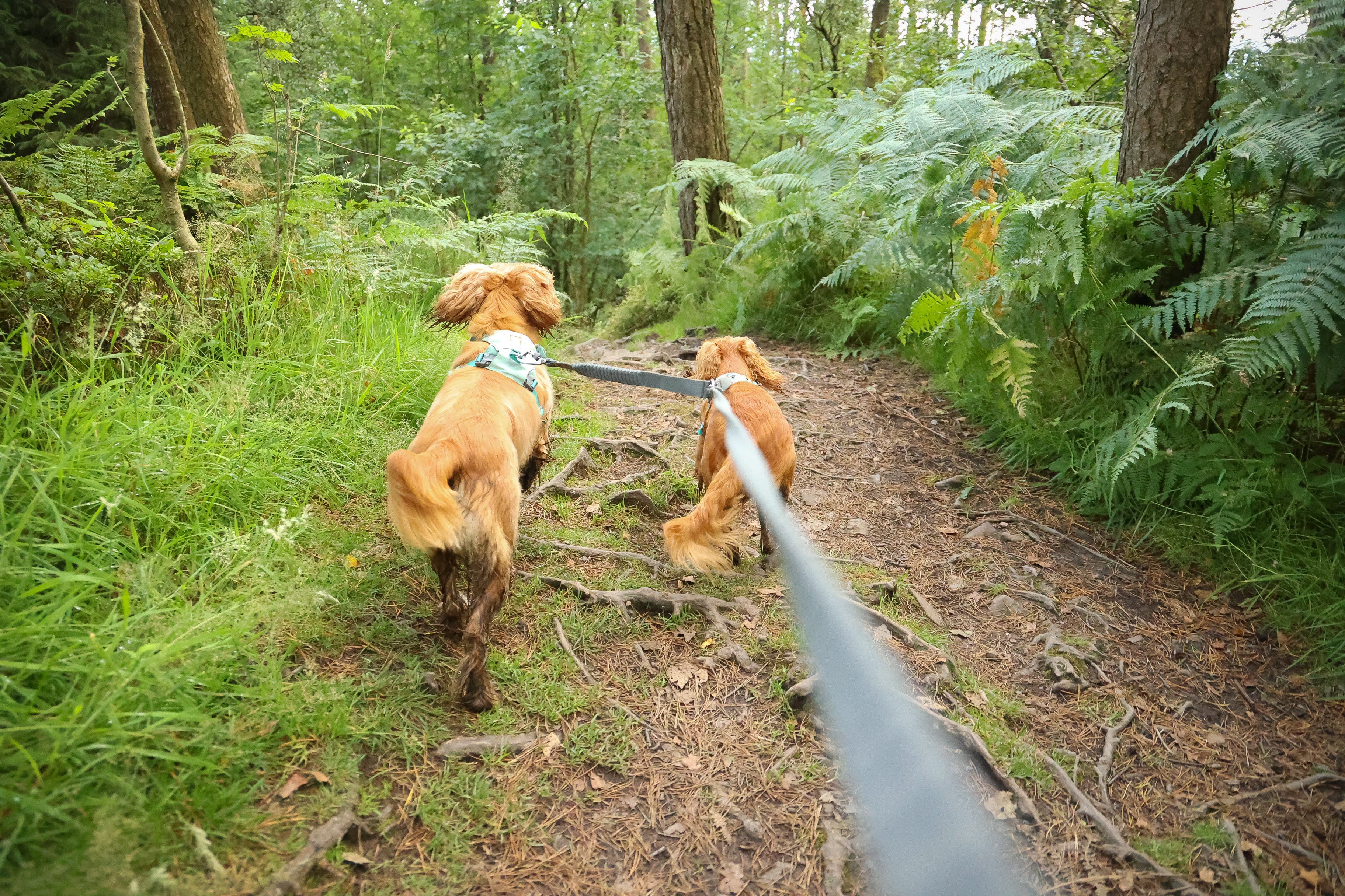 Two dogs trail running on leash