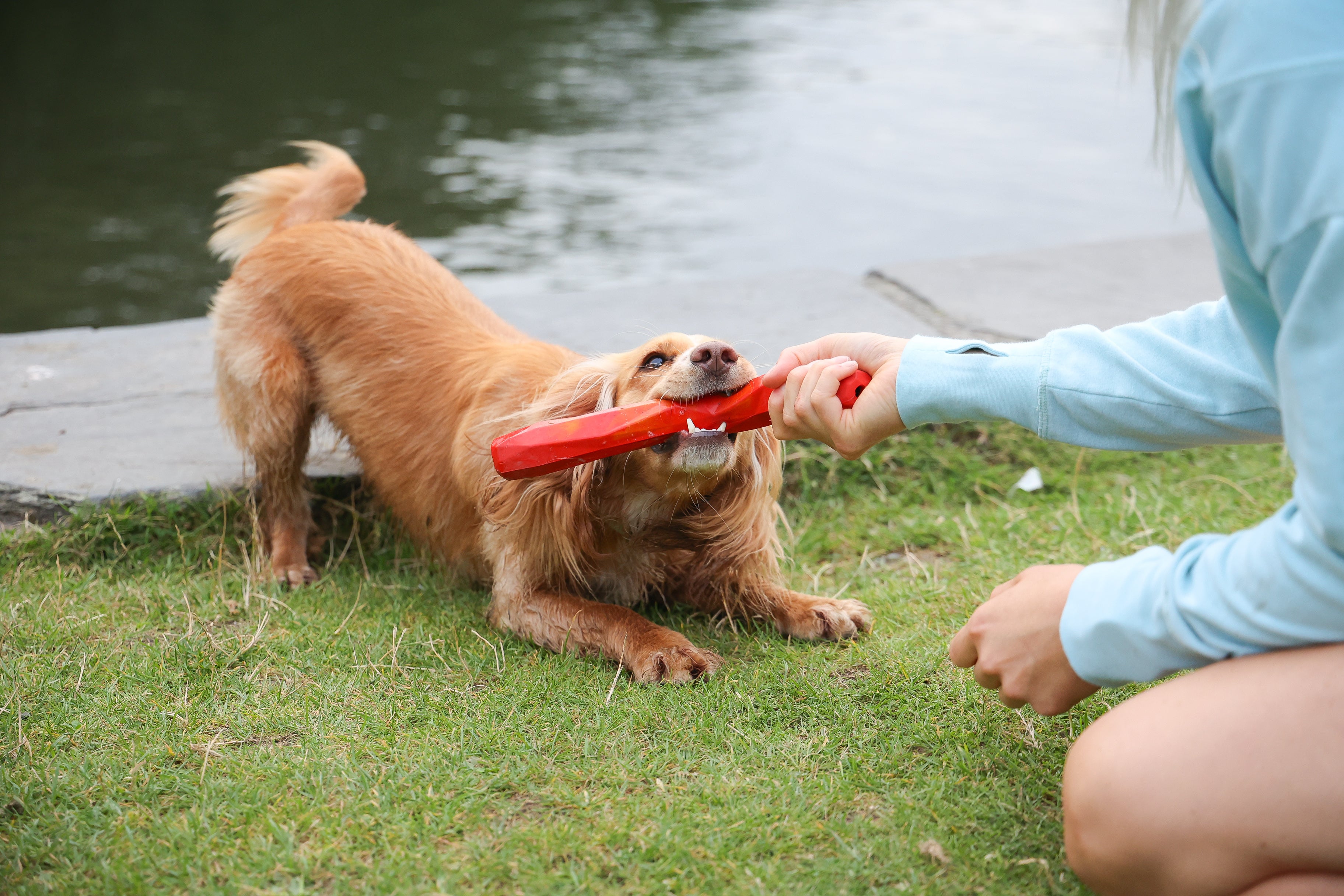 spaniel dog playing tug with a rubber toy