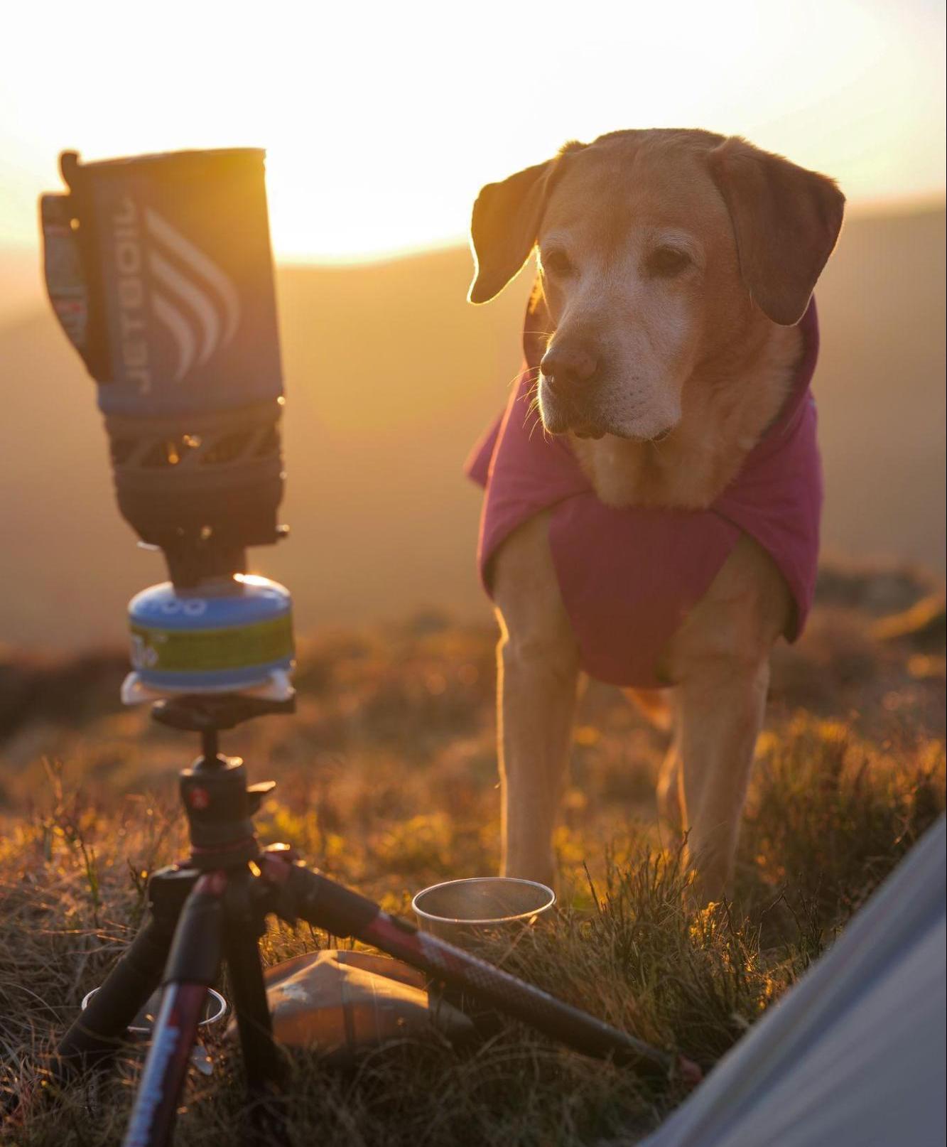 A dog stands by a Jetboil portable stove while on a backpacking trip.