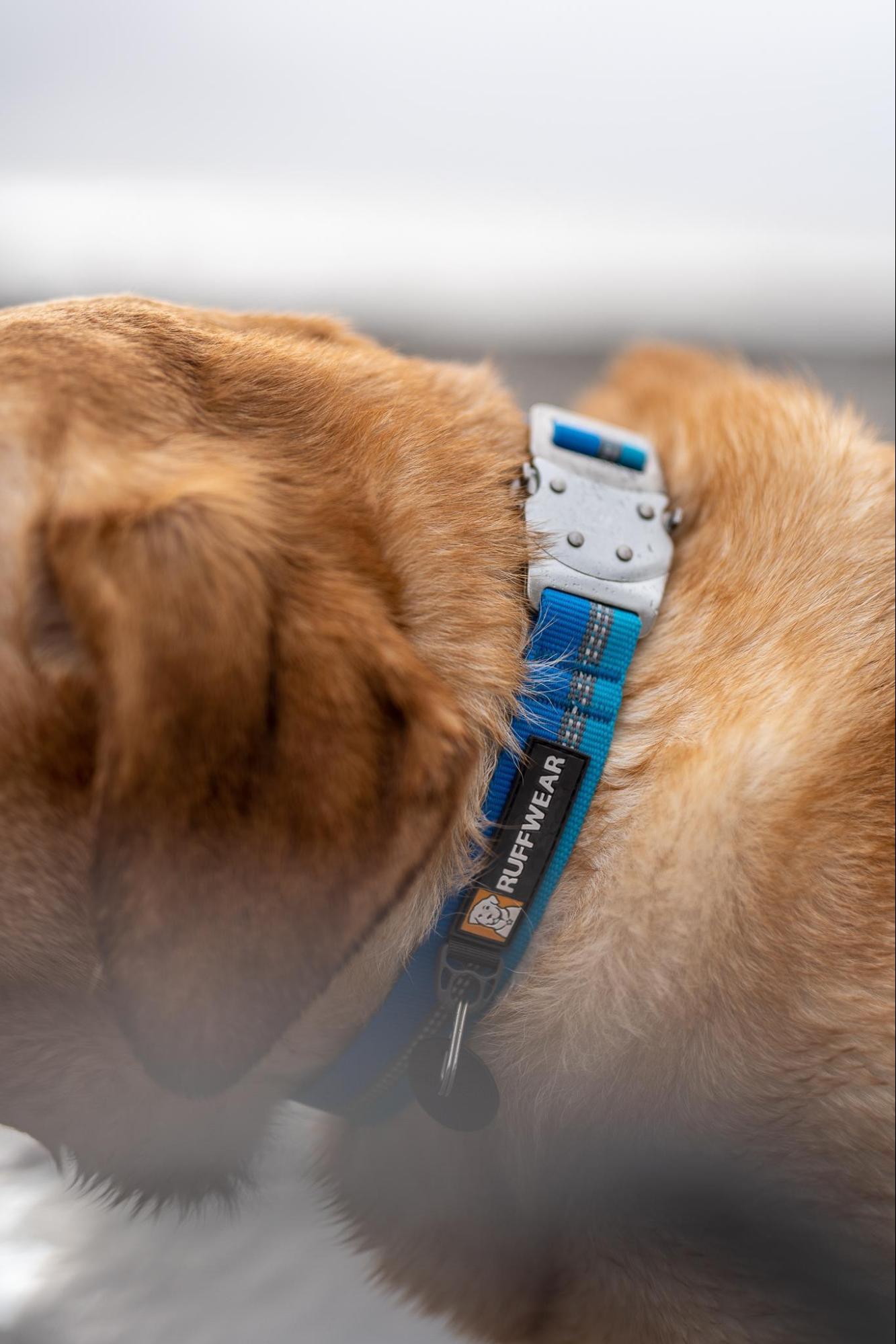A close up of a dog's blue Ruffwear collar.