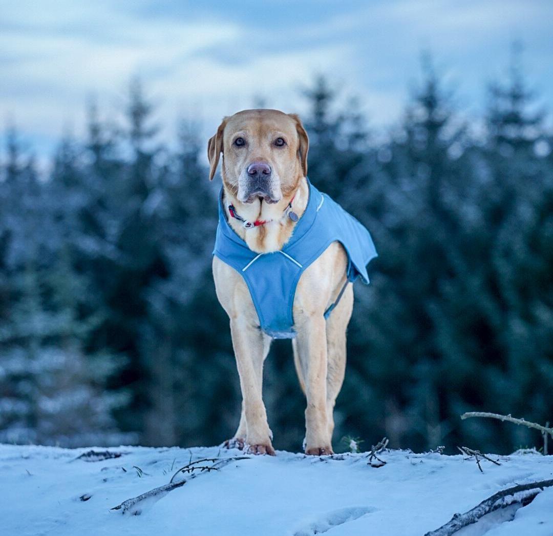 A dog stands in the snow in a Ruffwear coat.