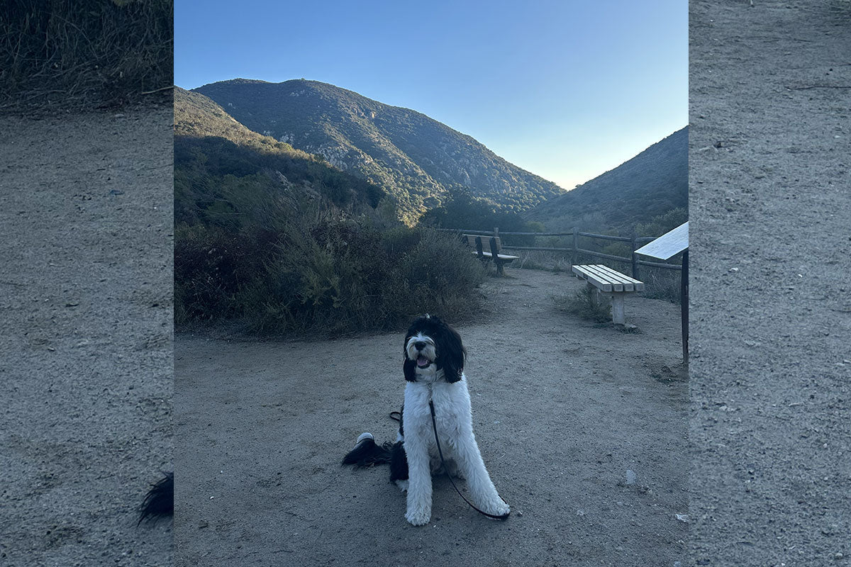 Luna sits at a beautiful overlook.