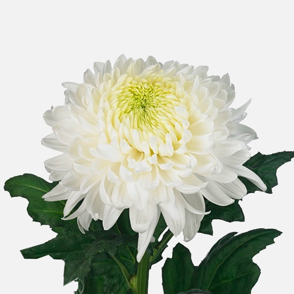 Chrysanthemen weiss online kaufen – TOM FLOWERS