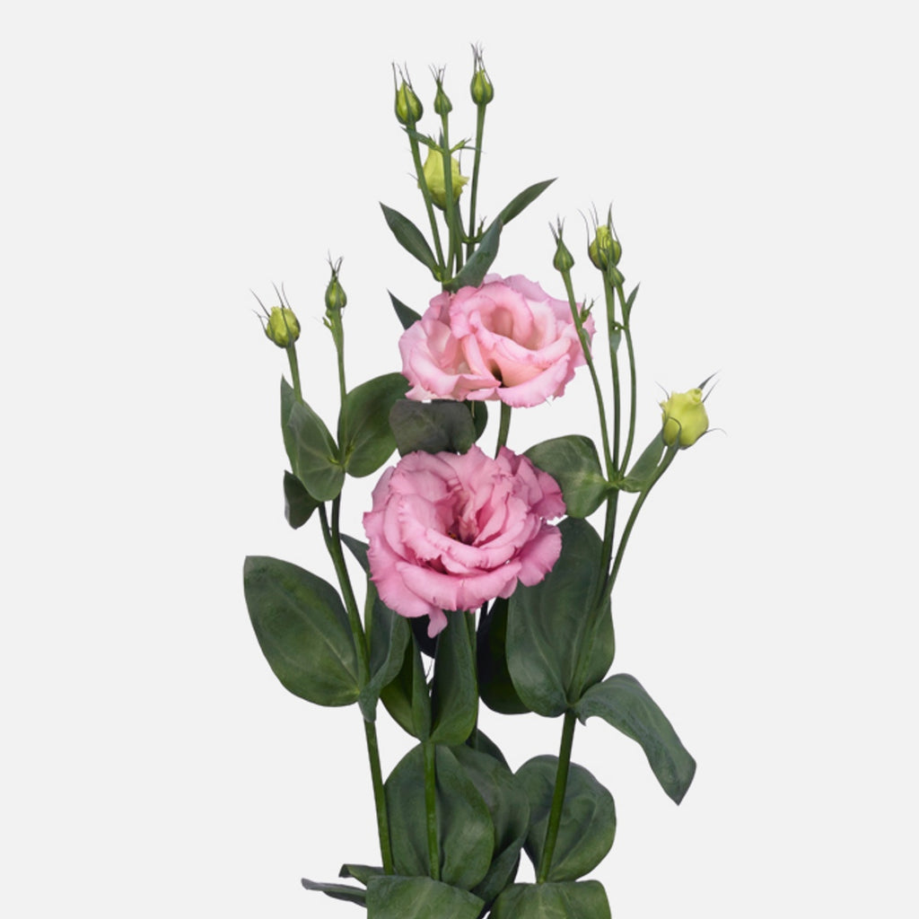 Lisianthus rosa online kaufen – TOM FLOWERS