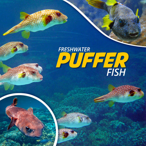 freshwater puffer fish types