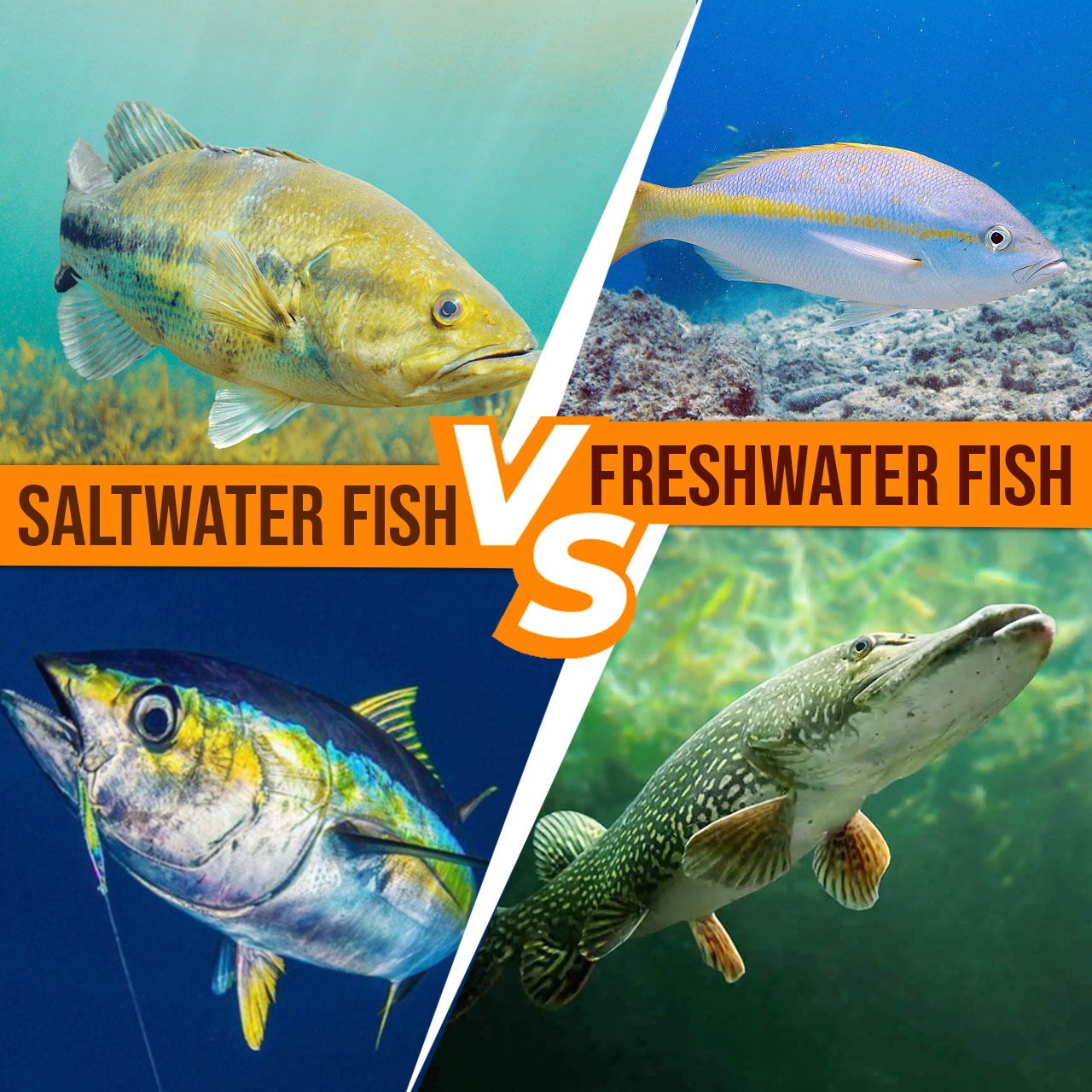 saltwater-fish-vs-freshwater-fish-fishing-nice