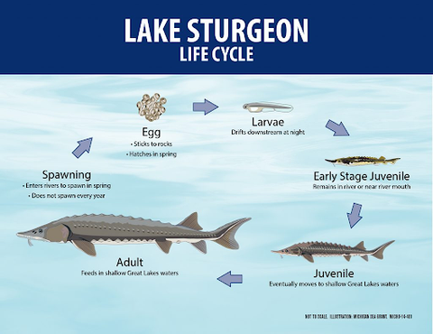 Long-lived Bony Fish~Sturgeon - Fishing Nice