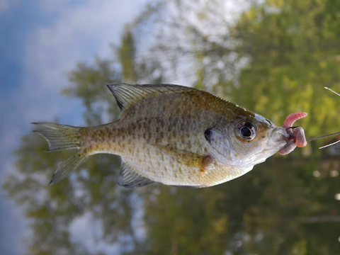 Bluegill - Fishing Nice