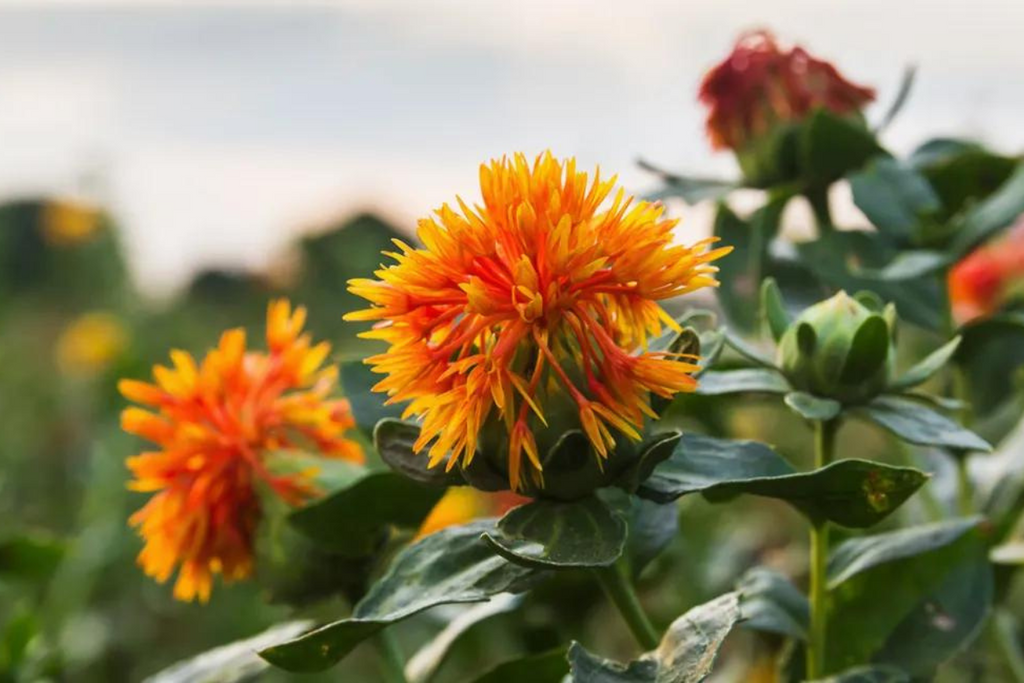 Cleansing Oil Shampoo Ingredient Highlight - Safflower Seed Oil