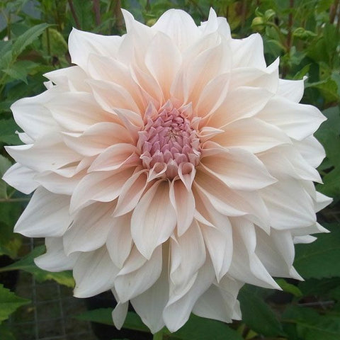 The Florté | Flowers Do Fall Blog Post | Source: pheasantacreplants.co.uk