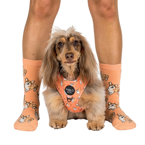 Pablo & Co Dog Socks