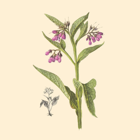 Comfrey Botanical Illustration