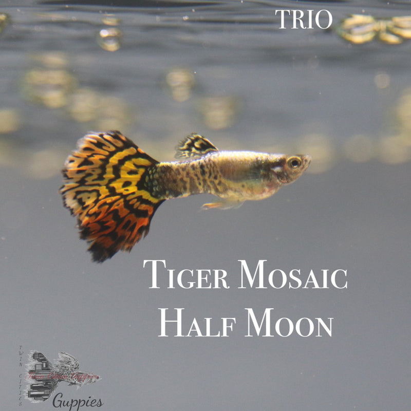 half moon tiger guppy