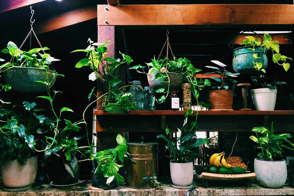 Why You Need Indoor  Plants  In Your Home Short Street Kitchen 