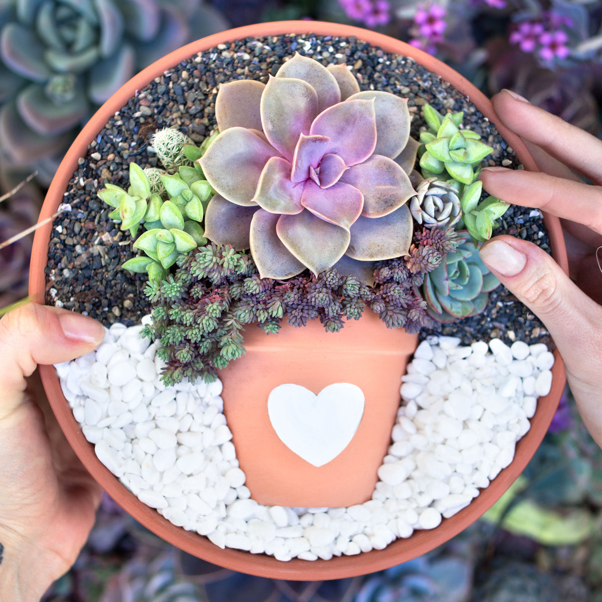 DIY Succulent "Pot in a Pot" Arrangement Botanical Bright Add a