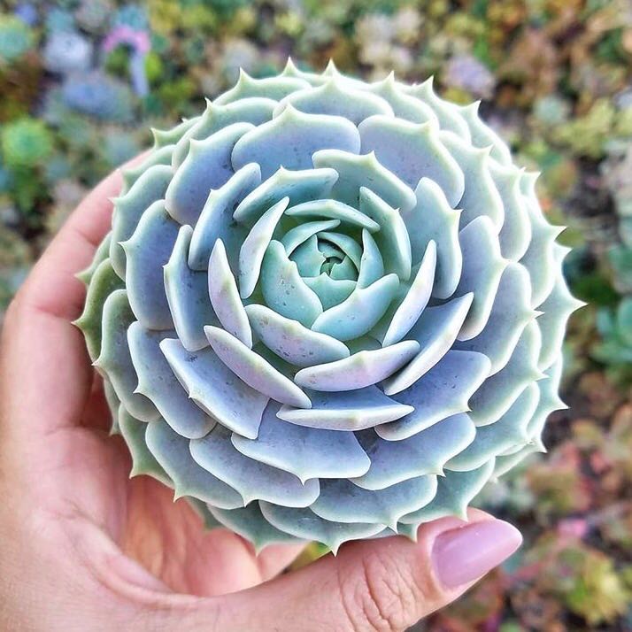 Echeveria Lola: Plant of the Week Botanical Bright